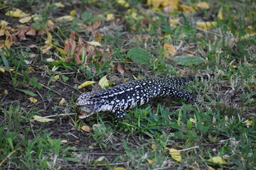 lizard on the grass