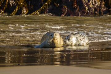 USA, Oregon, Bandon Beach. Harbor seal mother and pup on beach.