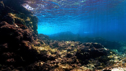 Scenic Underwater landscape