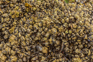 USA, Oregon, Bandon Beach. Group of barnacles.