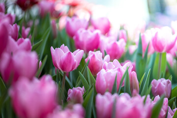 Beautiful bouquet of tulips. colorful tulips. nature background