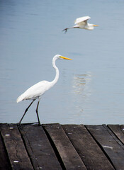 Birds of mar