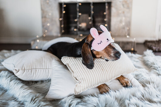 Funny Sleepy Dog wearing eye mask