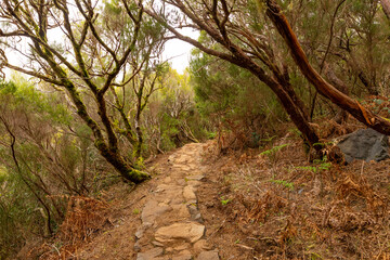 path in the woods