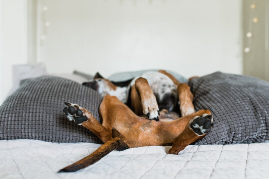 Dog asleep in funny position