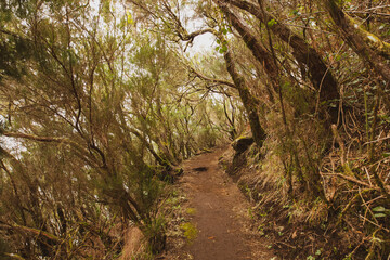 the forest