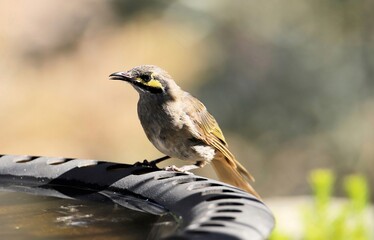 Yellow-faced Honeyeater (Lichenostomus chrysops) at birdbath, South Australia