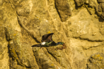 USA, Oregon, Bandon Beach. Pelagic cormorant with nest material.