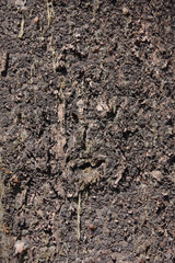 Full frame close-up view of a segment of the rough bark of a Norfolk island pine