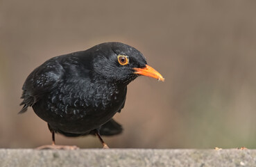 Neugierige Amsel auf der Mauer