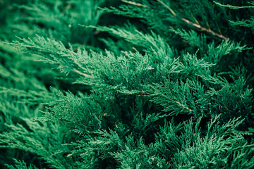 Evergreen foliage close-up detail