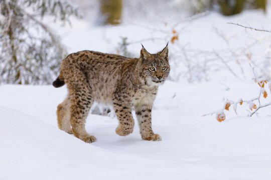 Lynx in winter. Young Eurasian lynx, Lynx lynx, walks in snowy beech forest. Beautiful wild cat in nature. Cute animal with spotted orange fur. Beast of prey in frosty day. Predator in habitat.