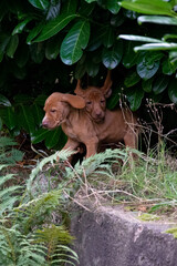 Fototapeta na wymiar dog in the bush