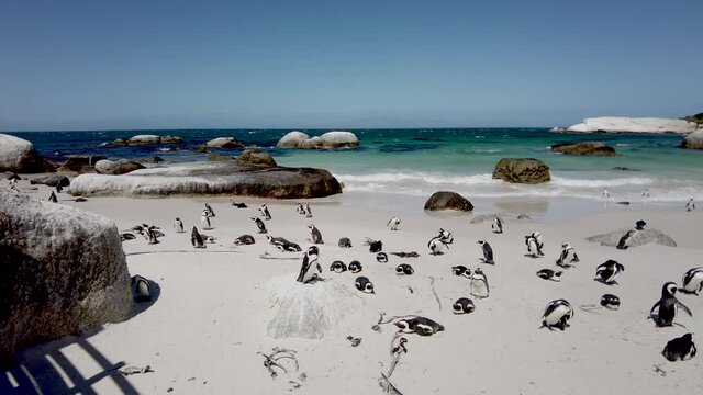 African penguin on sandy beach. Spheniscus demersus also known as jackass penguin and black-footed penguin on Boulders Penguin Colony on Boulders Beach Nature Reserve in Simon's Town in South Africa