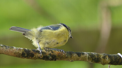Blue Tit sitting in a hedge in UK