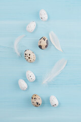 Quail eggs in bird on light blue background, close up. Copy space for text. Minimal Easter composition. Springtime.