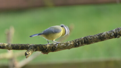 Blue Tit sitting in a hedge in UK