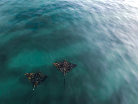 Eagle Ray Rise