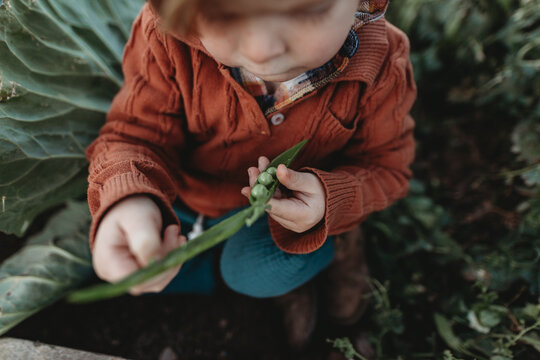 little boy in a vegetable patch