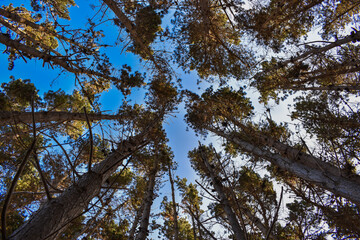 Arboles altos