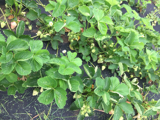 Growing strawberries outdoors