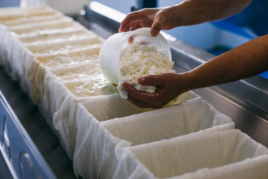 Crop worker at cheesemaking plant