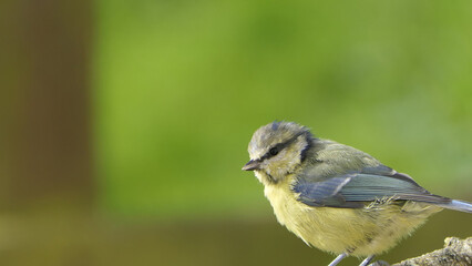 Blue Tit sitting in a hedge in UK