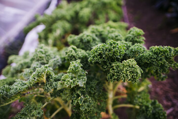 Kale growing on small, organic farm