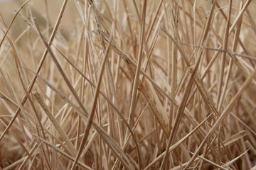 Closeup of dried, dead grass or straw in the summer sun