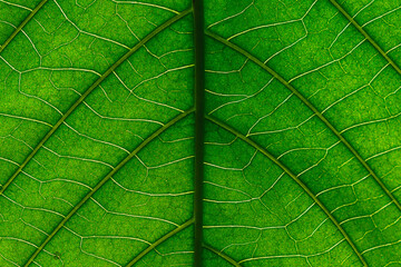 green leaf texture