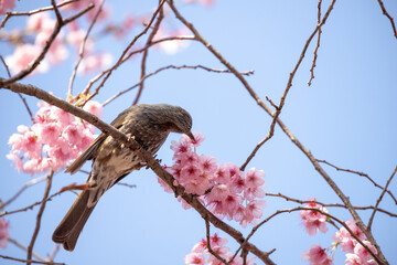 風景素材　早咲きの綺麗なハツミヨザクラとヒヨドリ