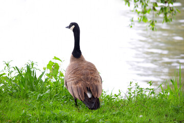 Standing Canada Goose