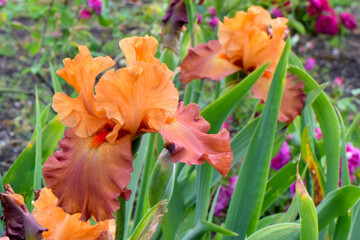 Fototapeta na wymiar Rusted Bearded Iris
