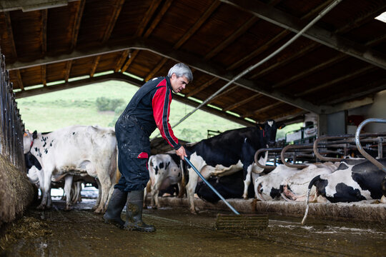 Male farmer cleaning stable with cows