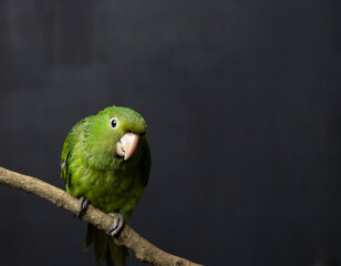 Green bird on branch with black background