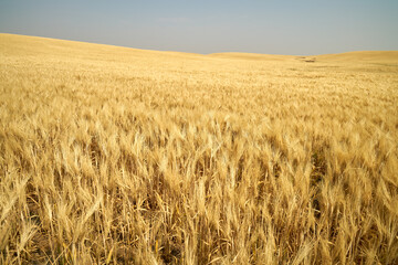 Wheat Field on Rolling Hills. A wheat field ready for harvest in the sunshine.

