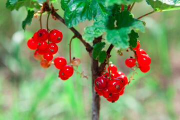 Red currants using for jellies .  Fast growing deciduous shrubs with red berries