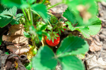 Strawberry cultivation , tasty red berry . Homegrown Sweet Strawberry