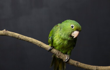 Green bird on branch with black background