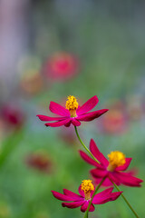 Obraz premium red and yellow flower