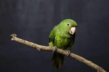 Green bird on branch with black background