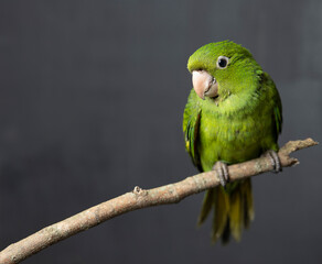 Green bird on branch with black background