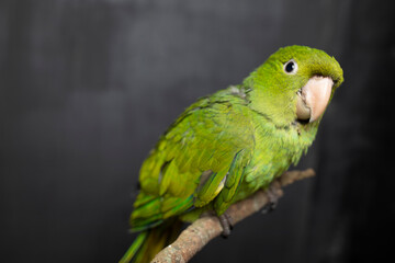 Green bird on branch with black background