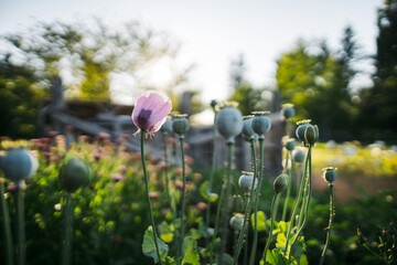Poppies growing on farm