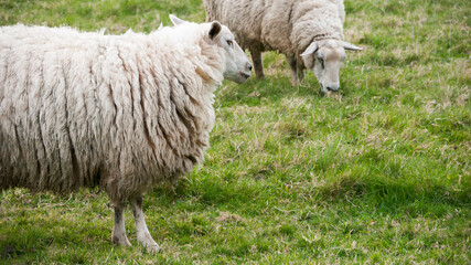 Ovejas con mucha lana en pradera de hierba verde