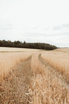 Beautiful landscape of golden wheat field.