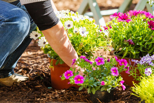 Midsection Of A Middle Aged Woman Planting Flowers In Garden.