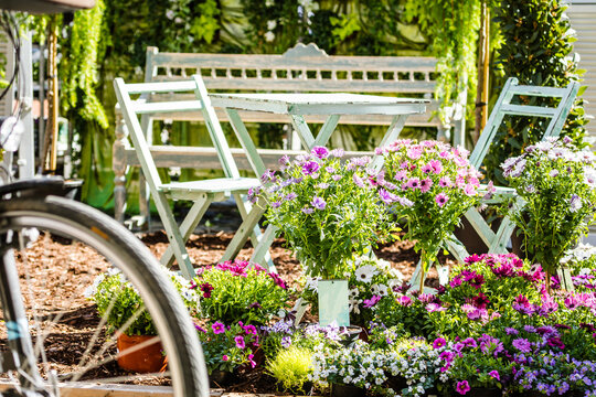 Midsection Of A Middle Aged Woman Planting Flowers In Garden.