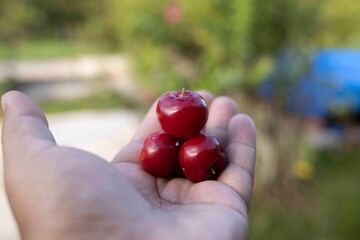 hand holding cowberry
