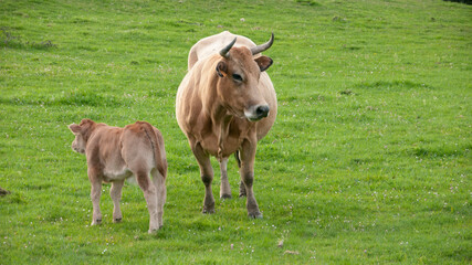 Vaca marrón y cría en pradera de hierba verde en Asturias